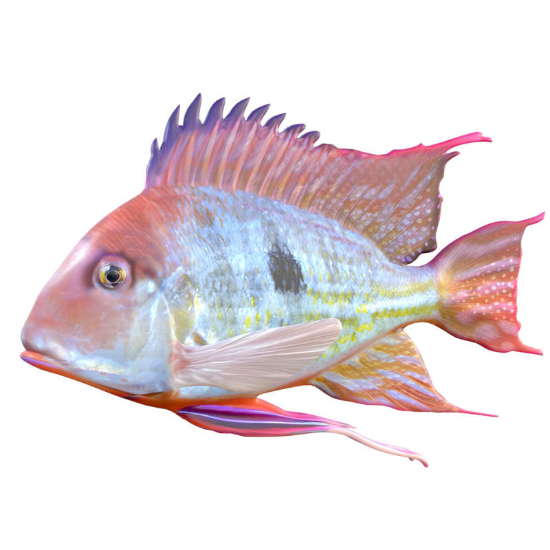 レッドストライプアースイーターフィッシュ 3Dモデル .c4d .max .obj .3ds .fbx .stl .blend 