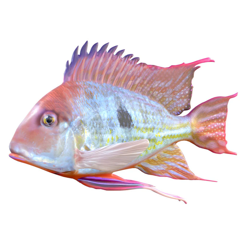 Redstriped Eartheater fish 3D Model .c4d .max .obj .3ds .fbx .stl .blend
