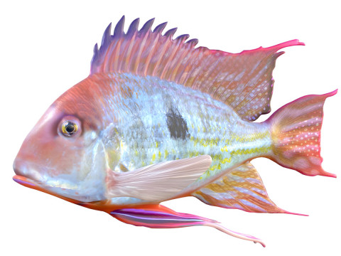 Ikan Eartheater bergaris merah Model 3D