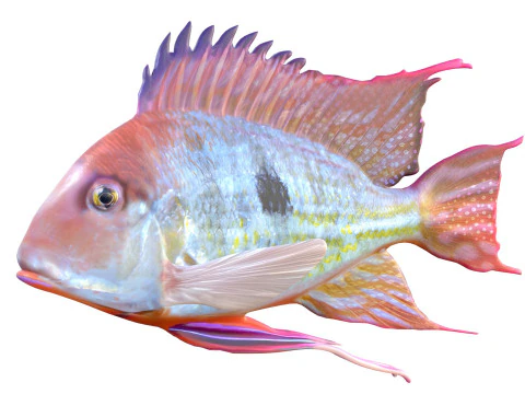 Redstriped Eartheater fish 3D Model