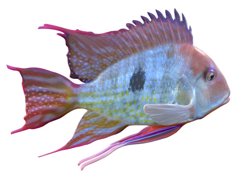 レッドストライプアースイーターフィッシュ 3Dモデル