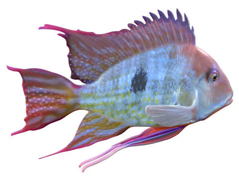 Redstriped Eartheater fish 3D Model