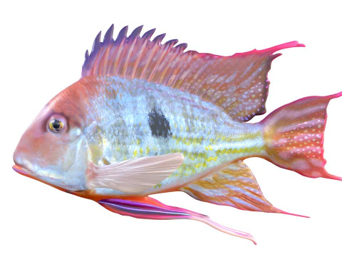 Redstriped Eartheater fish 3D Model