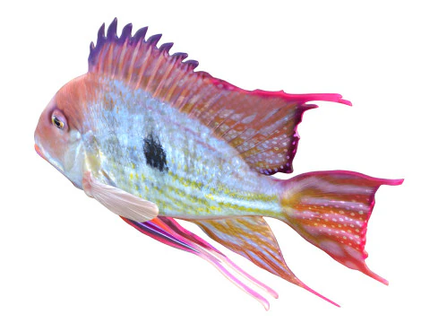 Redstriped Eartheater fish 3D Model