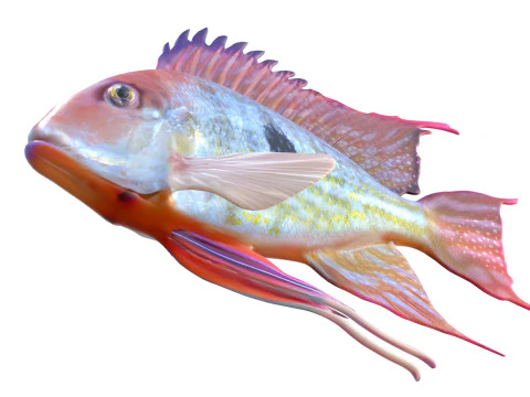 Redstriped Eartheater fish 3D Model
