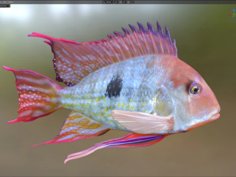 Redstriped Eartheater fish 3D Model