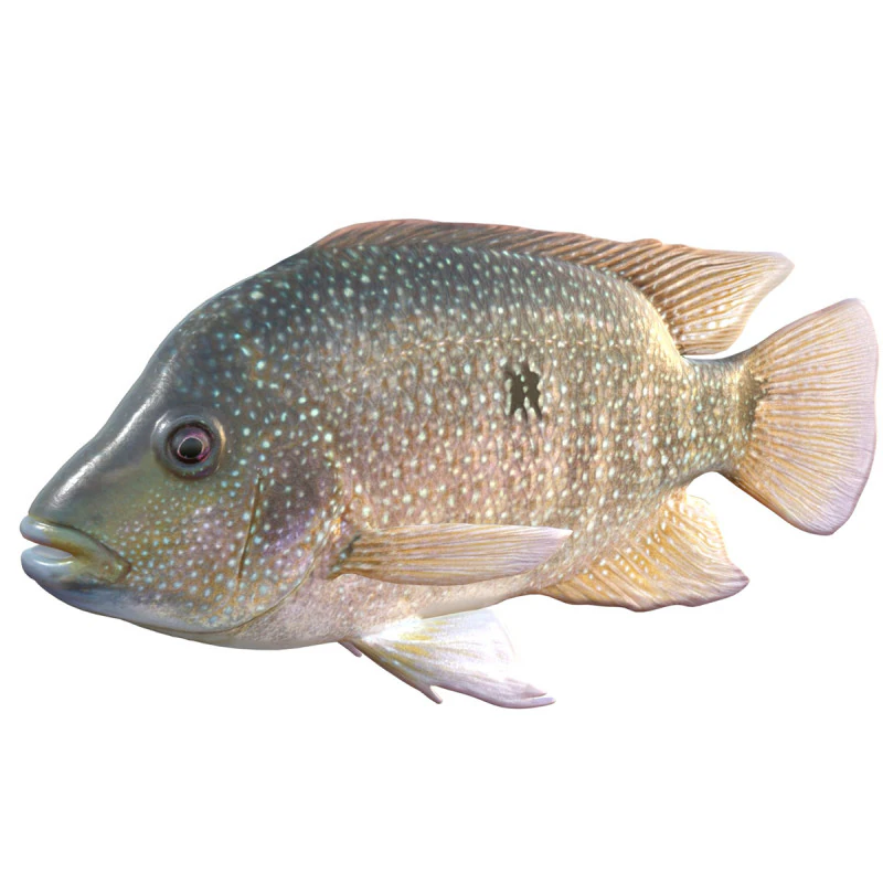 Rio Grande Cichlid fish 3D Model .c4d .max .obj .3ds .fbx .stl .blend 
