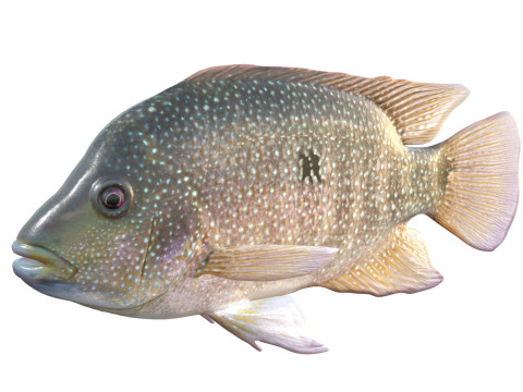 Ikan Rio Grande Cichlid Model 3D