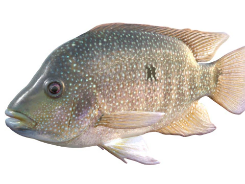 Rio Grande Cichlid fish 3D Model