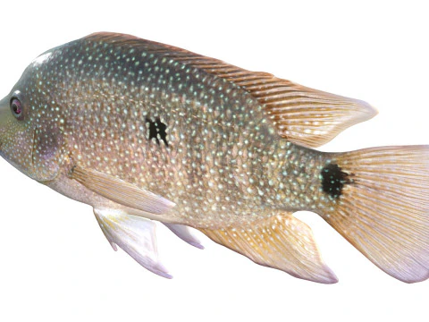 Rio Grande Cichlid fish 3D Model