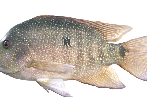 Rio Grande Cichlid fish 3D Model