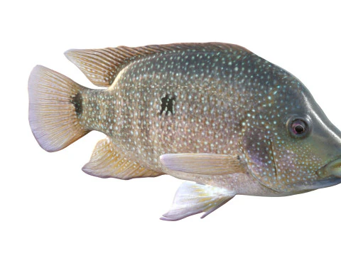 Rio Grande Cichlid fish 3D Model