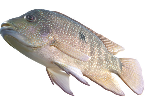 リオグランデシクリッドフィッシュ 3Dモデル