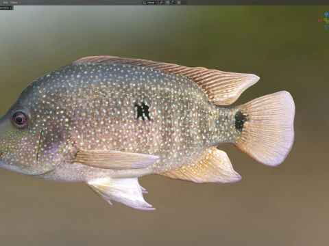 Rio Grande Cichlid fish 3D Model