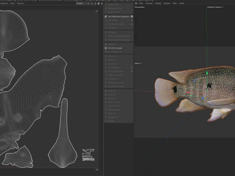 Rio Grande Cichlid fish 3D Model