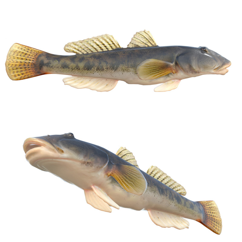 川のハゼの魚 3Dモデル .c4d .max .obj .3ds .fbx .stl .blend 
