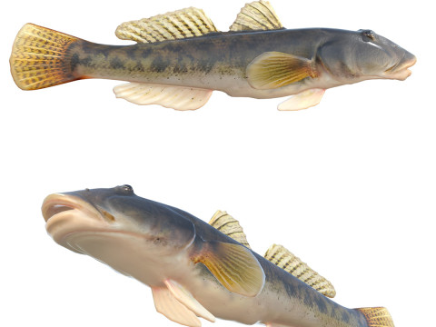 Ikan Sungai Goby Model 3D