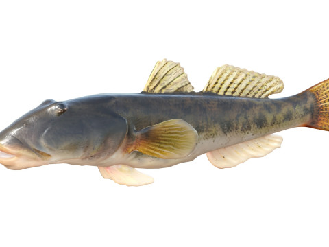 川のハゼの魚 3Dモデル