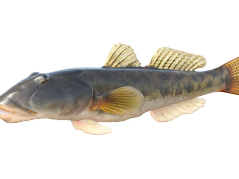River Goby fish 3D Model