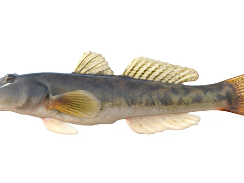 River Goby fish 3D Model