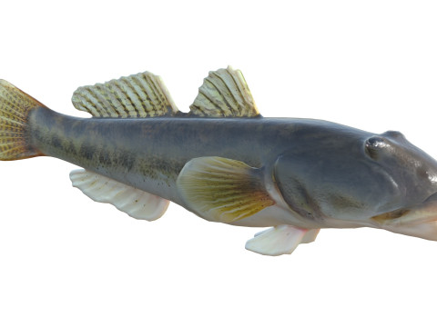 川のハゼの魚 3Dモデル