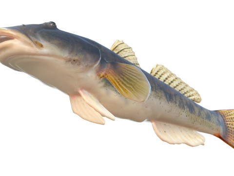 川のハゼの魚 3Dモデル