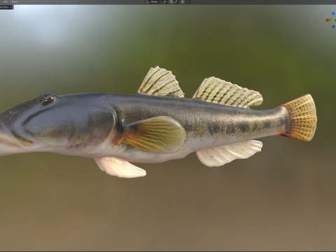川のハゼの魚 3Dモデル