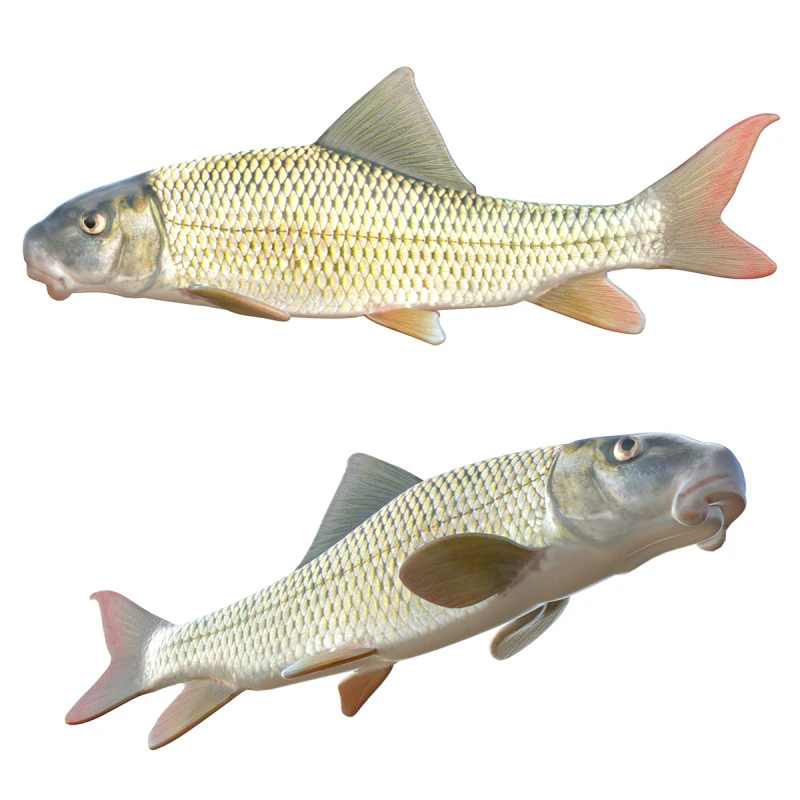 Pez caballo rojo del r&iacute;o Modelo 3D .c4d .max .obj .3ds .fbx .stl .blend 