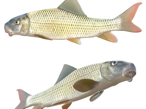 Ikan Kuda Merah Sungai Model 3D