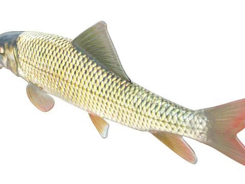 Pez caballo rojo del r&iacute;o Modelo 3D