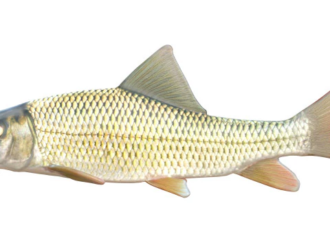 Pez caballo rojo del r&iacute;o Modelo 3D