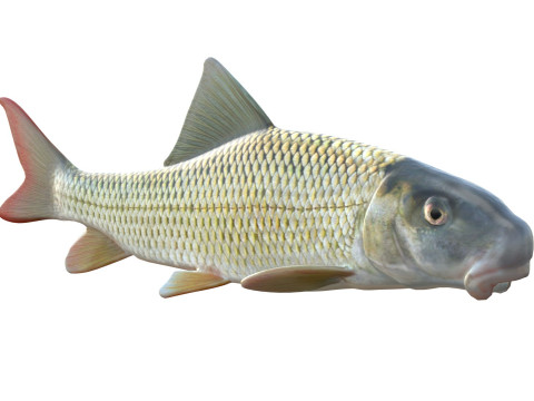 Fluss-Redhorse-Fisch 3D Modell