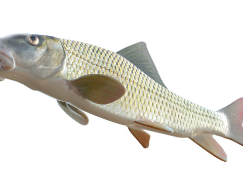 Fluss-Redhorse-Fisch 3D Modell