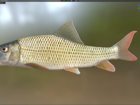 Fluss-Redhorse-Fisch 3D Modell