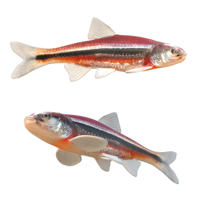 Rough Shiner fish 3D Model .c4d .max .obj .3ds .fbx .stl .blend 