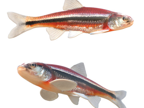 거친 샤이너 물고기 3D 모델