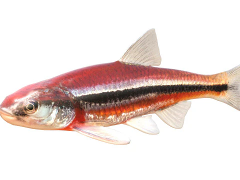 Rough Shiner fish 3D Model