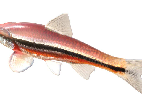 Rough Shiner fish 3D Model