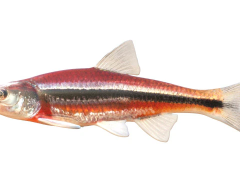 Rough Shiner fish 3D Model