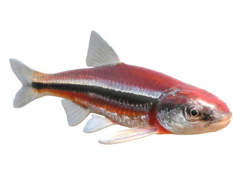 Rough Shiner fish 3D Model