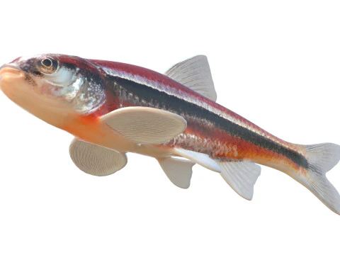 Rough Shiner fish 3D Model