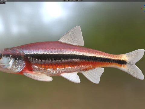 Rough Shiner fish 3D Model