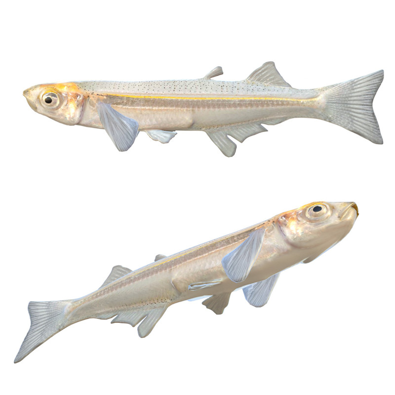 Грубая рыба Сильверсайд 3D Модель .c4d .max .obj .3ds .fbx .stl .blend