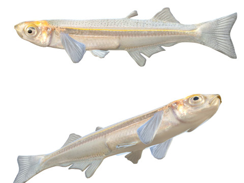 Груба срібляста риба 3D Модель