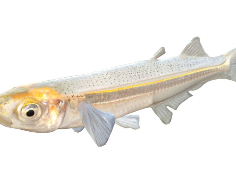 Грубая рыба Сильверсайд 3D Модель
