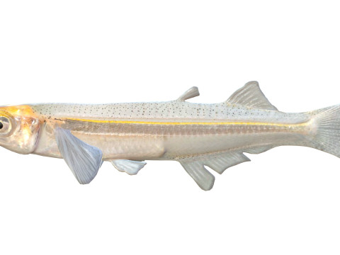 Грубая рыба Сильверсайд 3D Модель
