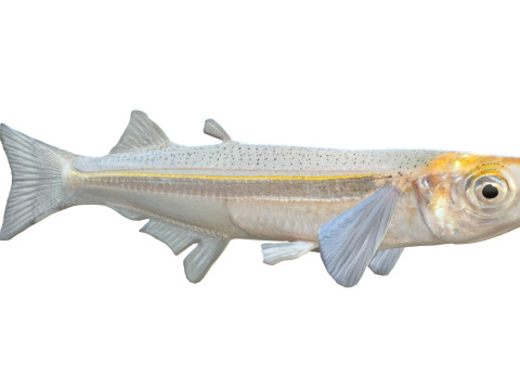 Грубая рыба Сильверсайд 3D Модель