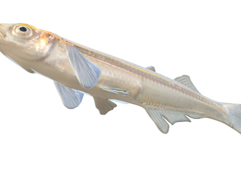 Грубая рыба Сильверсайд 3D Модель