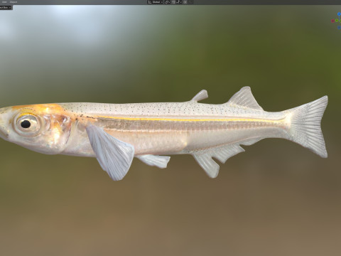 Грубая рыба Сильверсайд 3D Модель