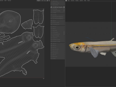 Грубая рыба Сильверсайд 3D Модель
